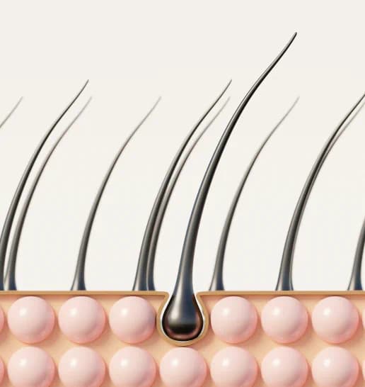 Hair groth illustration