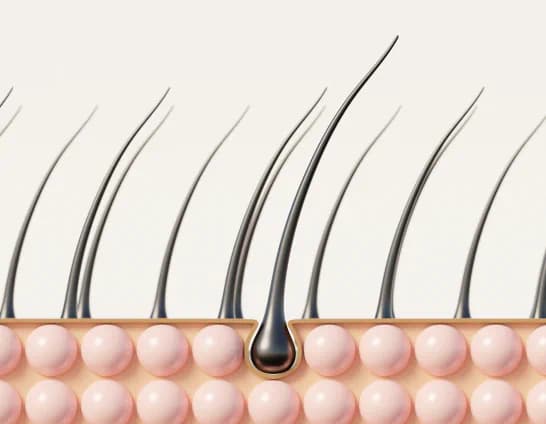 Hair groth illustration