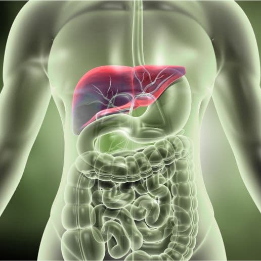 Liver 360 illustration