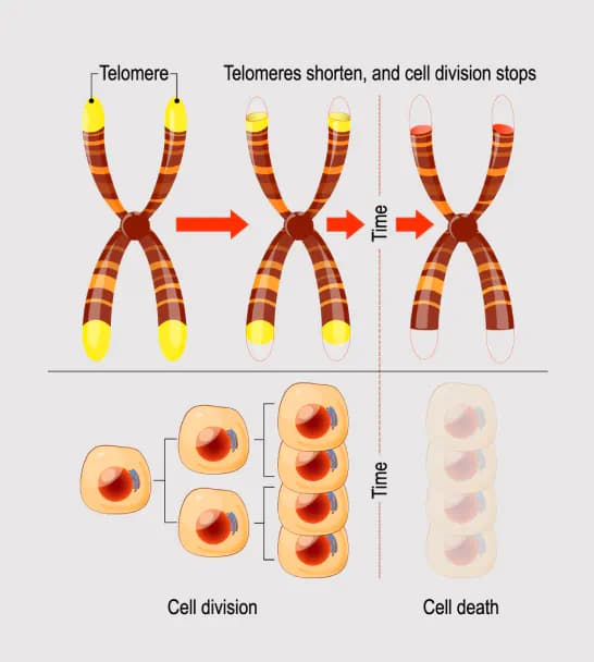 Telomeres
