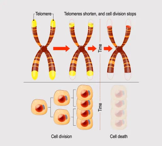 Telomeres